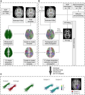 Assessing the Reliability of Template-Based Clustering for Tractography in Healthy Human Adults